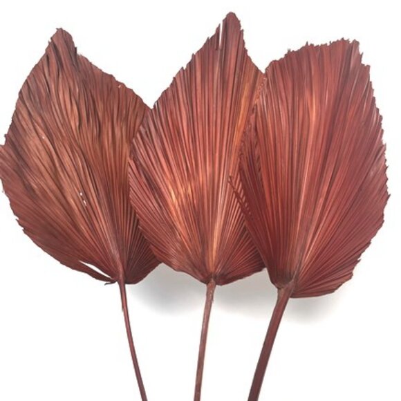 ANAHAW LEAF MED - Picture 2 of 9